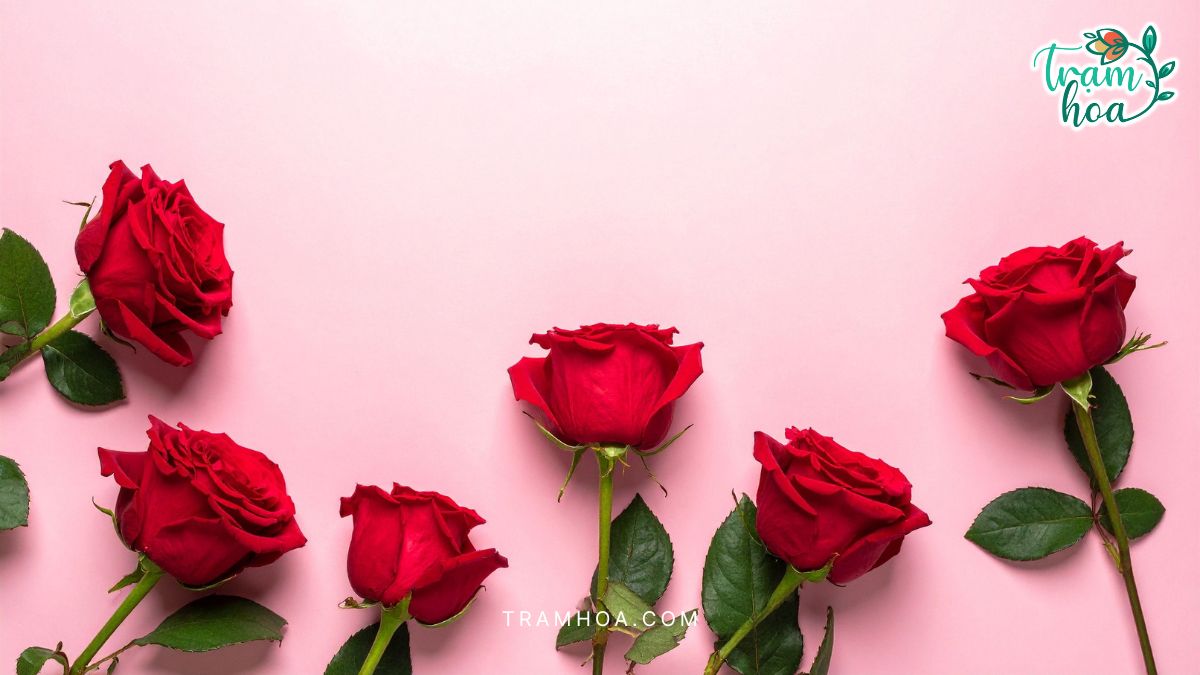 Hoa hồng Red Naomi là một giống hoa hồng đỏ cao cấp có nguồn gốc từ Hà Lan