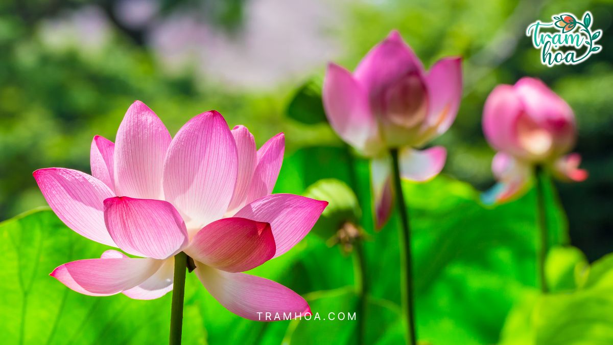 Hoa sen mang lại cảm giác thanh tịnh cho không gian thờ cúng