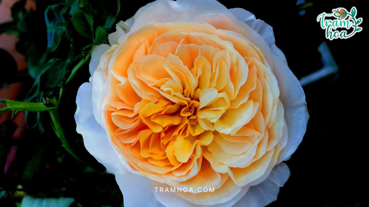 Màu sắc của hoa hồng juliet thường chuyển nhẹ từ cam nhạt ở phần cánh ngoài sang sắc vàng ấm ở trung tâm