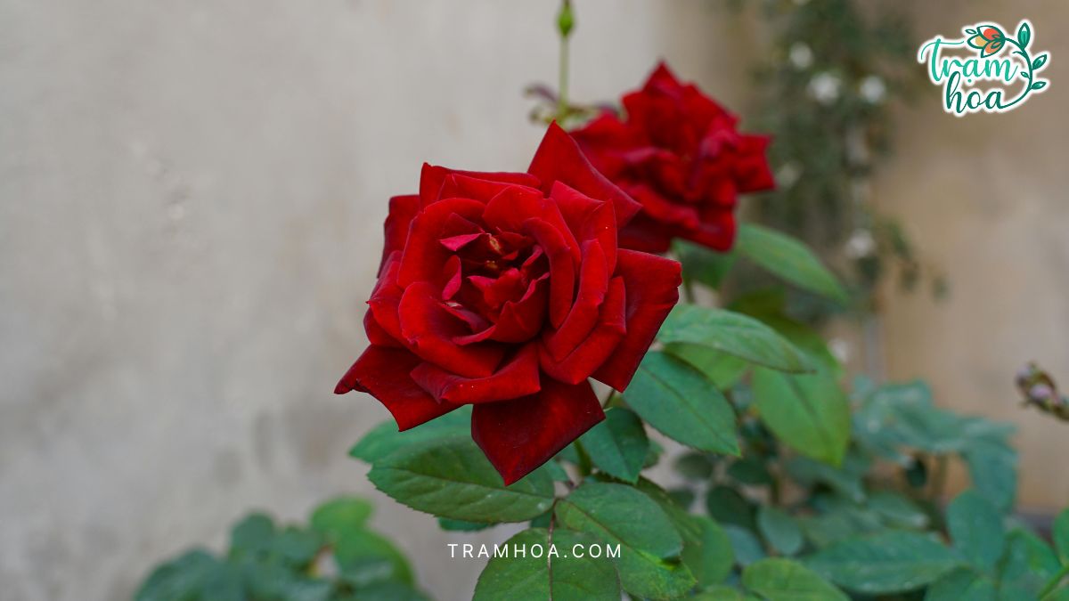 Nguồn gốc và lịch sử biểu tượng của hoa hồng đỏ