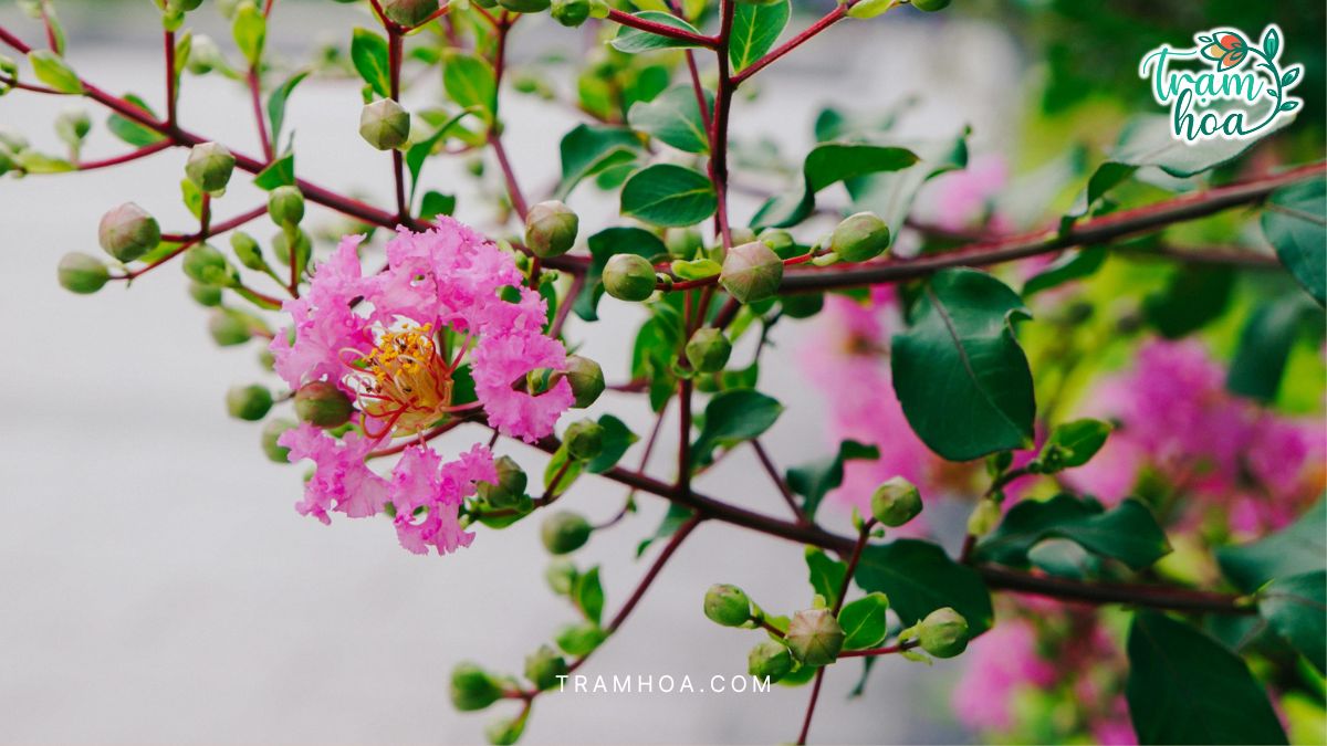 Nhờ khả năng thích nghi tốt, cây bằng lăng đã trở thành loài cây phổ biến và thân thuộc của người dân Việt