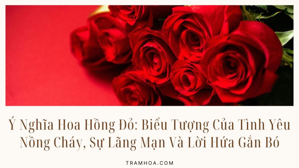 Ý Nghĩa Hoa Hồng Đỏ - Biểu Tượng Của Tình Yêu Nồng Cháy, Sự Lãng Mạn Và Lời Hứa Gắn Bó