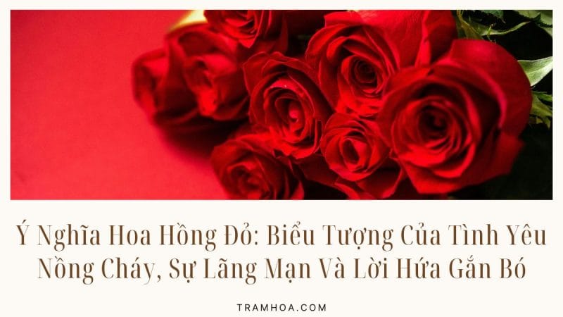 Ý Nghĩa Hoa Hồng Đỏ - Biểu Tượng Của Tình Yêu Nồng Cháy, Sự Lãng Mạn Và Lời Hứa Gắn Bó