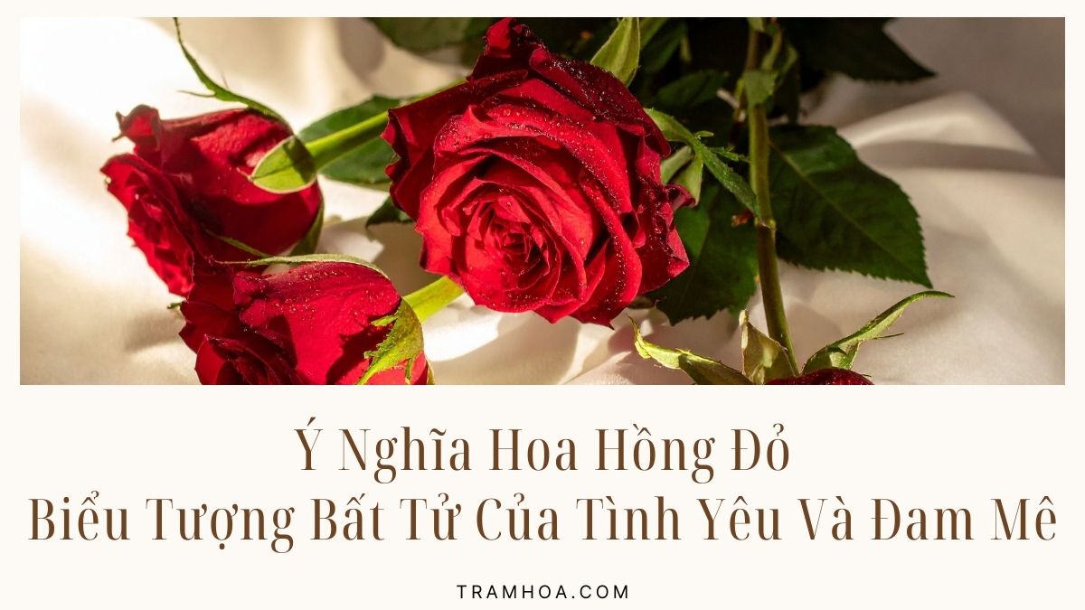 Ý Nghĩa Hoa Hồng Đỏ – Biểu Tượng Bất Tử Của Tình Yêu Và Đam Mê
