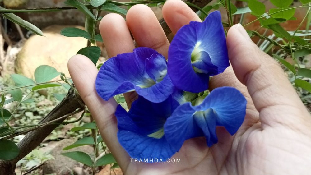 Hoa đậu biếc mang ý nghĩa bình yên và thủy chung