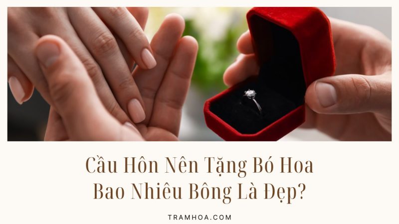 Cầu Hôn Nên Tặng Bó Hoa Bao Nhiêu Bông Là Đẹp?