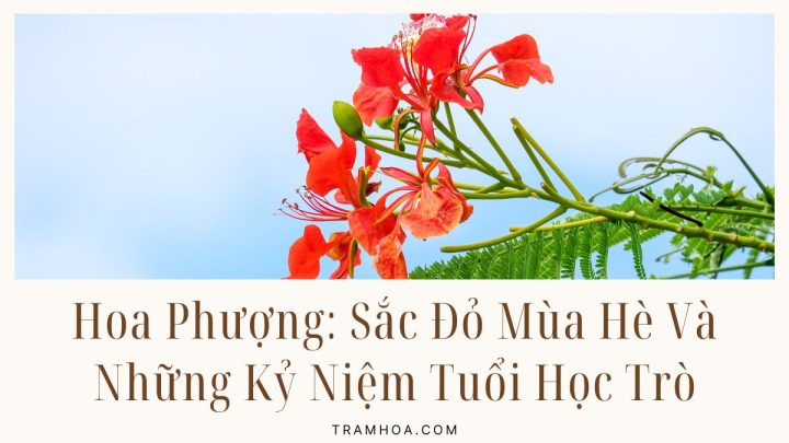 Hoa Phượng: Sắc Đỏ Mùa Hè Và Những Kỷ Niệm Tuổi Học Trò