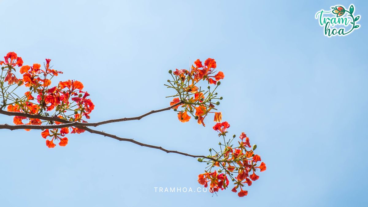 Hoa phuong do pho bien tai Viet Nam no vao mua he Hoa phượng đỏ phổ biến tại Việt Nam nở vào mùa hè
