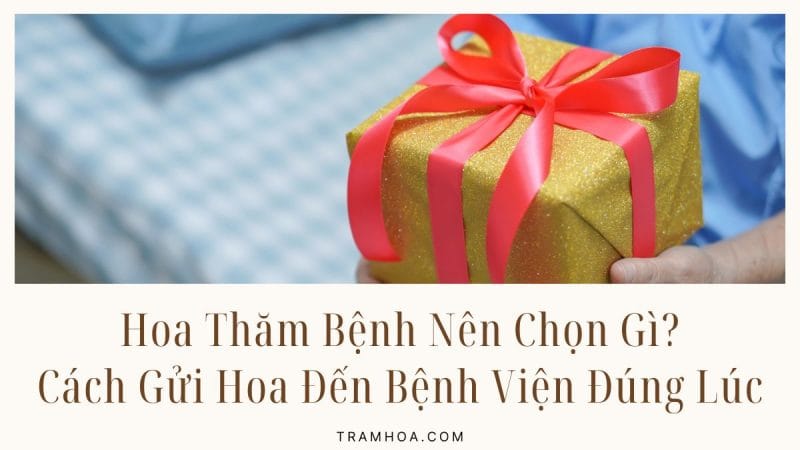 Hoa Thăm Bệnh Nên Chọn Gì - Cách Gửi Hoa Đến Bệnh Viện Đúng Lúc