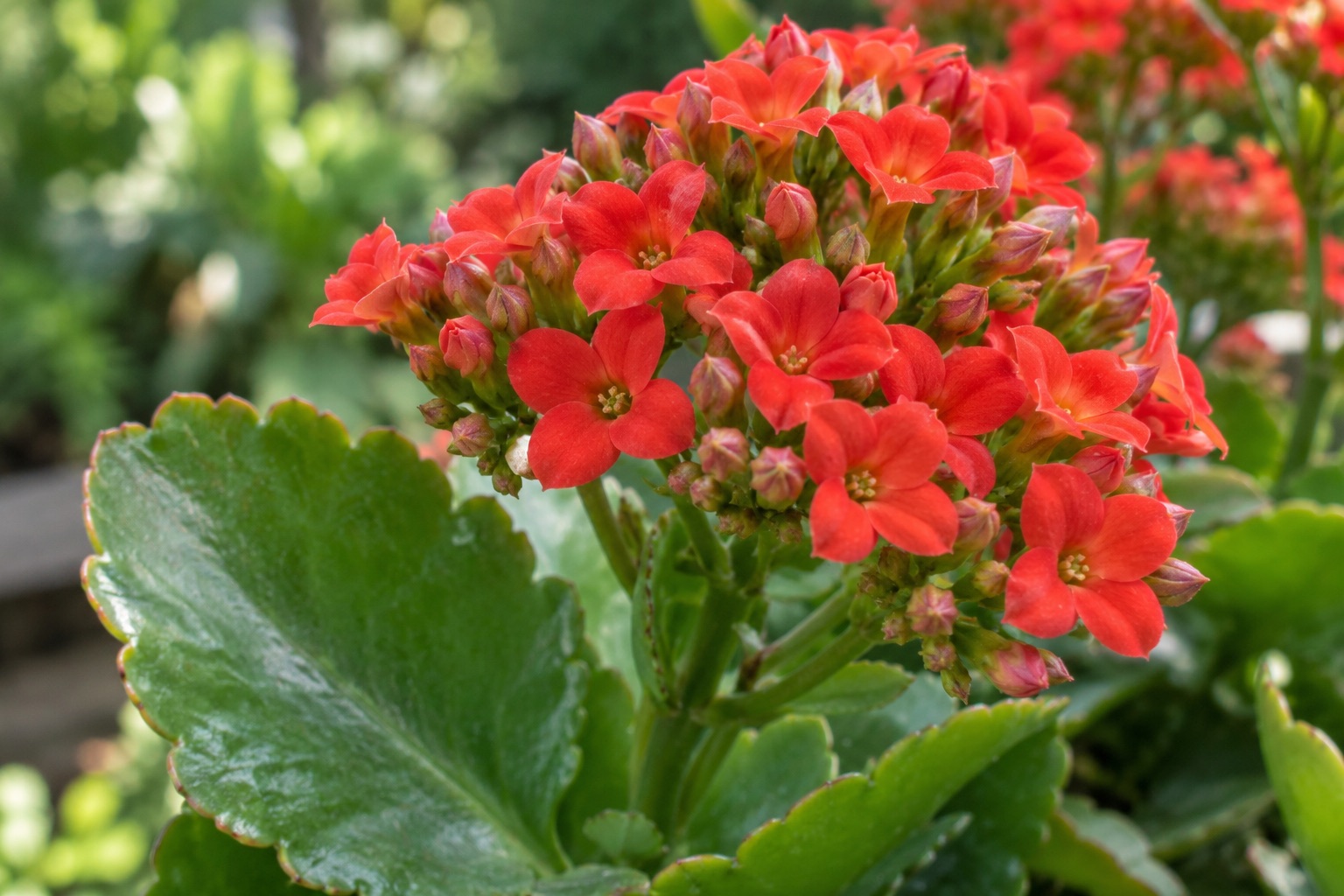Cận cảnh chùm hoa sống đời Kalanchoe đỏ với cánh nhỏ và lá mọng nước viền răng cưa