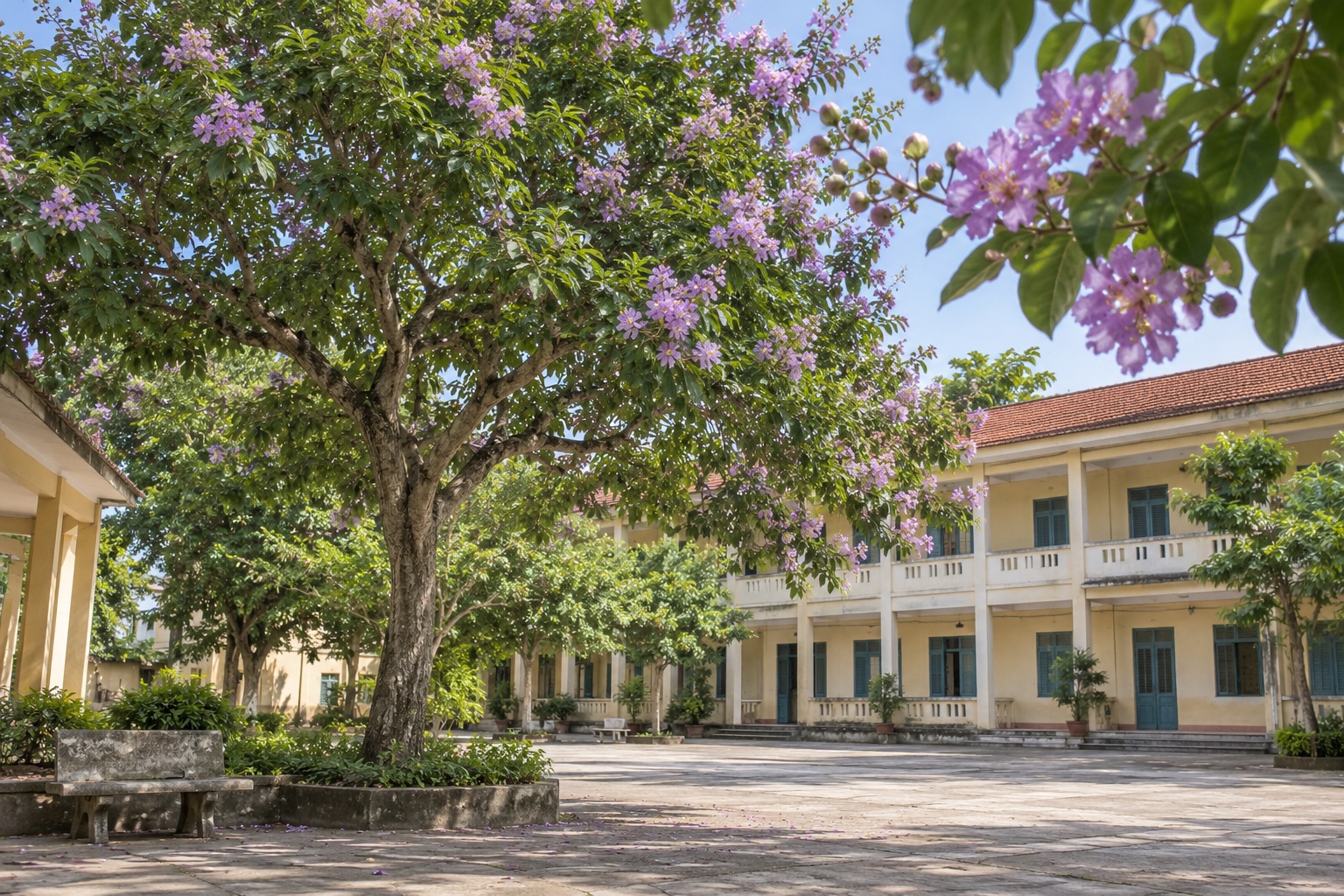 Bằng lăng tím trong sân trường Việt Nam Cây bằng lăng nở hoa tím bên dãy lớp học và ghế đá sân trường