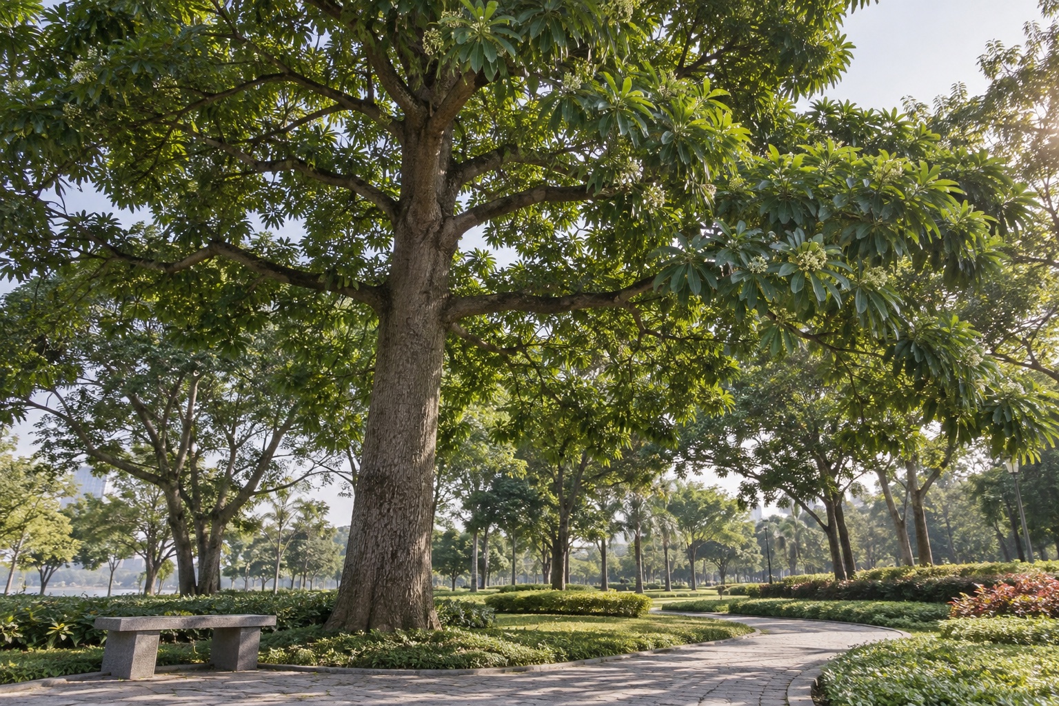 Tán hoa sữa tạo bóng mát trong công viên Cây hoa sữa thân cao và tán rộng cạnh lối đi trong công viên