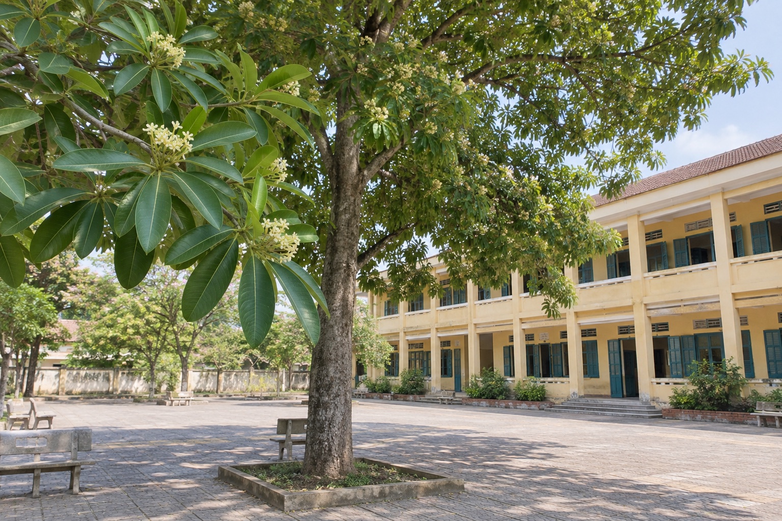 Cây hoa sữa trong sân trường Việt Nam Cây hoa sữa tán xanh cạnh dãy lớp học và ghế đá trong sân trường