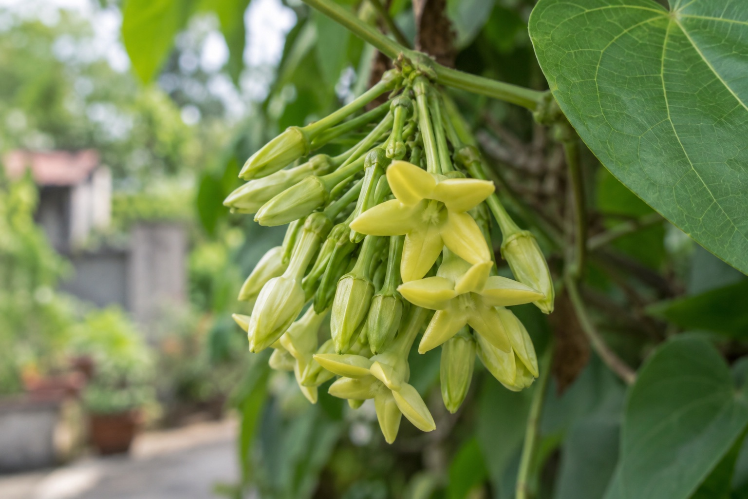 Chùm hoa thiên lý vàng xanh có bông nhỏ năm thùy và nụ thuôn dài