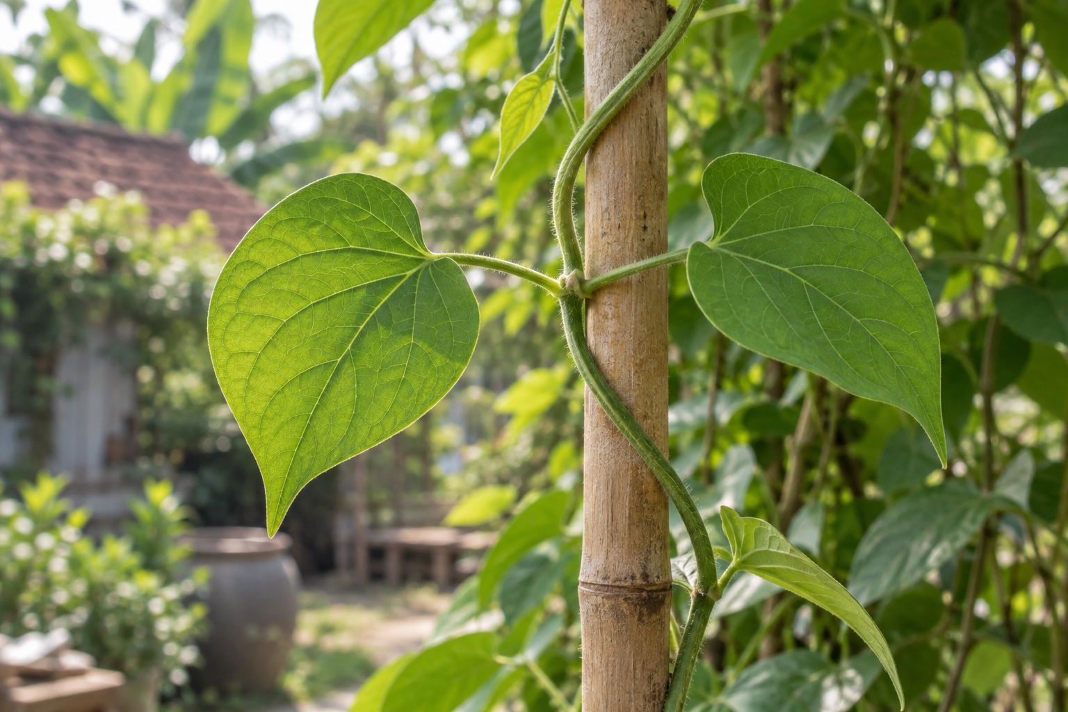Hai lá thiên lý hình tim mọc đối trên thân dây đang quấn quanh cọc tre
