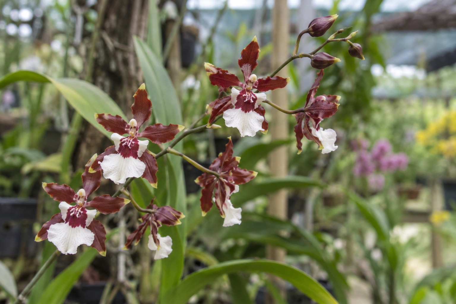 Lan vũ nữ chocolate với sắc đỏ nâu Chùm lan thuộc liên minh Oncidium có cánh đỏ nâu và cánh môi trắng kem
