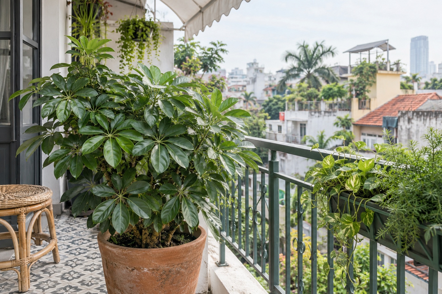 Chậu ngũ gia bì xanh đặt ở ban công có giàn che và lan can sắt